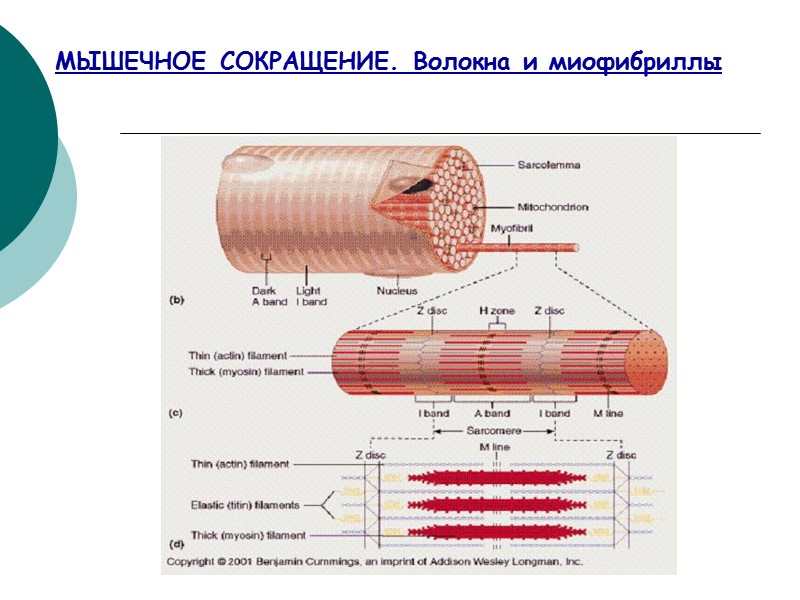 МЫШЕЧНОЕ СОКРАЩЕНИЕ. Волокна и миофибриллы